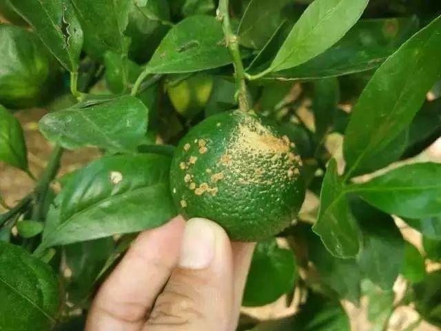 霞飛兒童幼嫩乳霜菌落超標